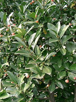 マサキ(植物)の生態と特徴、利用法について