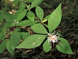 開花の様子