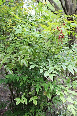 低木の植物の様子
