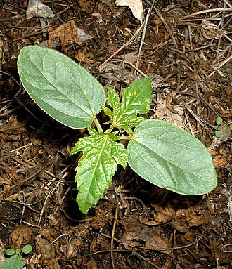 双子葉植物：かつての分類群とその変遷