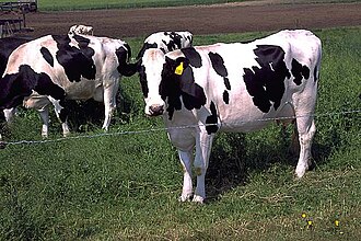 日本の酪農経営と乳牛飼育の仕組み