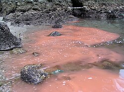 長崎県の入り江で発生した赤潮