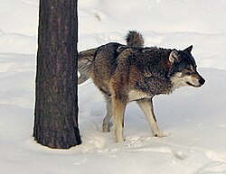 縄張り(テリトリー)の生物学的および社会学的考察