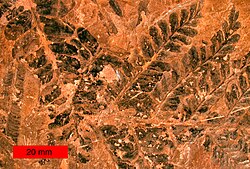 シダ種子植物:絶滅した原始的な種子植物の概要
