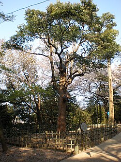 タブノキ(愛知県小牧市・小牧山)