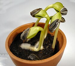 発芽したひまわり