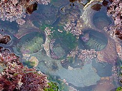 潮だまり（タイドプール）の生態と環境