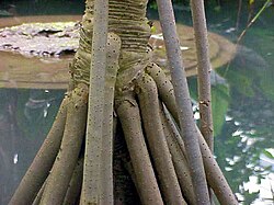 タコノキ科の生態と特徴
