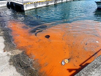 赤潮:発生メカニズムと生態系への影響