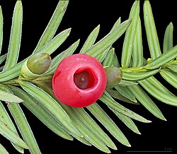 種子植物の概要と進化