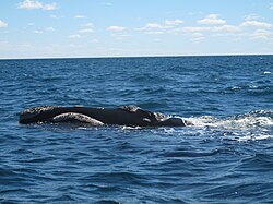バルデス半島のクジラ