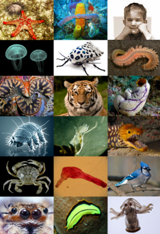 動物界の分類と系統:生物学的概説