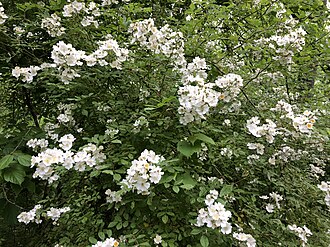 樹木の枝分かれと形状