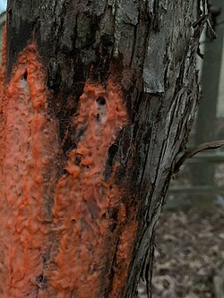 植物の生体液:導管液と篩管液の役割と利用
