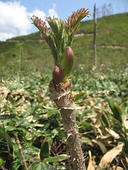 日本の山菜文化と採取における特徴・注意点