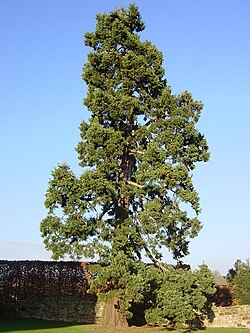 樹木・木本植物の生態と人間生活の関わり