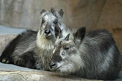 カモシカ属:アジアの山岳部に棲息するウシ科の哺乳類