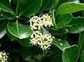 6月に咲くマサキの緑白色の花