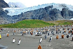 サウスジョージア
