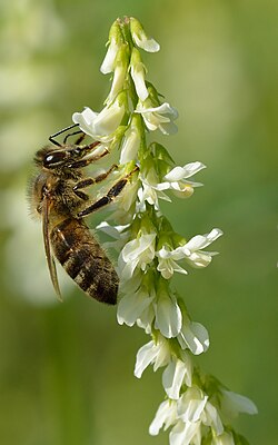 蜜源植物の生態と養蜂における役割