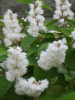 ヤエウツギの花