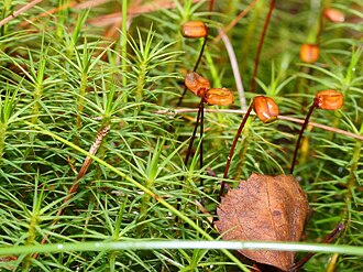 コケ植物の生物学的特徴と系統分類の概要