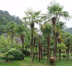 シュロ(棕櫚):植物学的特徴と文化的背景