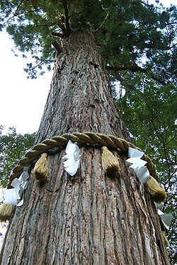 神木(しんぼく):信仰と歴史的背景
