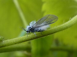 雪虫(アブラムシ科の昆虫)