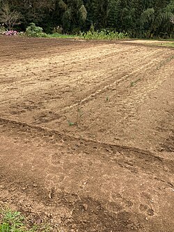 籾殻の特性と多角的な利用
