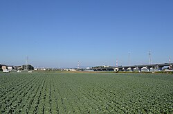 豊橋市のキャベツ畑