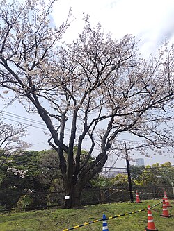 敷地内のソメイヨシノ