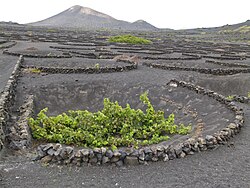 ランサローテ島のワイン畑