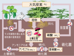 土壌中における硝化作用の模式図