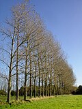 ポプラの防風林