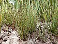 イグサ属の1種Juncus tenageia