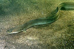 ウナギの生態と食文化