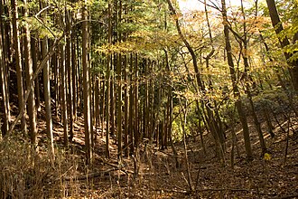 人工林の構造と歴史的背景
