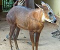 アカカモシカ(インド、アッサム州立動物園)