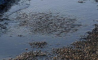 水たまりの形成と生態学的意義
