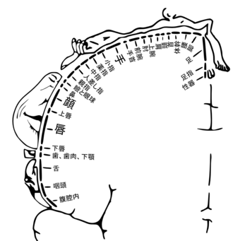体性感覚の生理学と脳内処理機構