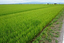 水田（白石町）