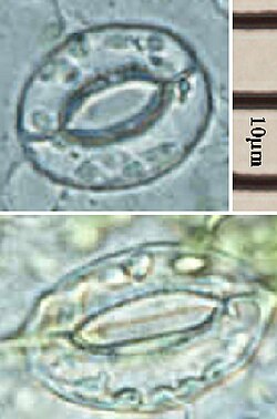 シロイヌナズナの開いた気孔と閉じた気孔