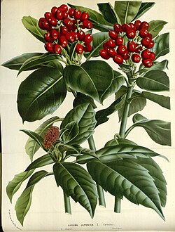 アオキ(植物):特徴、分布、薬用利用と栽培