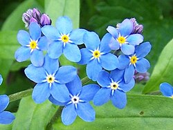 誕生花の一つとされる青い忘れな草の花