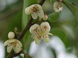 サカキ(植物)の概要と神事における役割