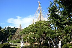 雪吊りの取付け作業を行う風景