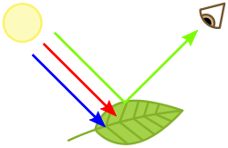 植物の緑色