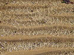 浅瀬の砂紋