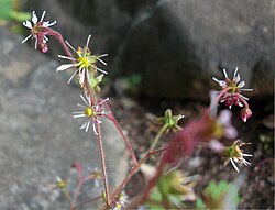 ホシザキユキノシタの星形の花